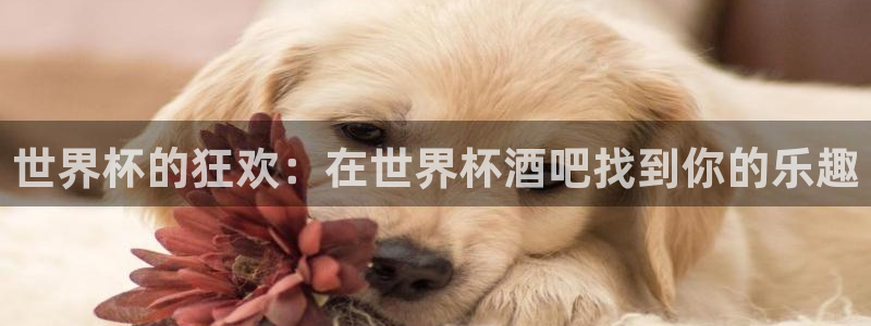 世界杯直播网:世界杯的狂欢:在世界杯酒吧找到你的乐趣